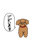 ちょっとめつきが悪いプードル（個別スタンプ：23）