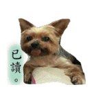 The happiest dog（個別スタンプ：14）