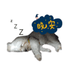 he very cute（個別スタンプ：3）