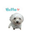 he very cute（個別スタンプ：4）