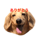 ミニチュアダックス・スタンプ（個別スタンプ：1）