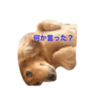 ミニチュアダックス・スタンプ（個別スタンプ：14）