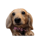 ミニチュアダックス・スタンプ（個別スタンプ：20）