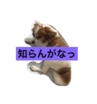 キャンディとミヨン（個別スタンプ：3）
