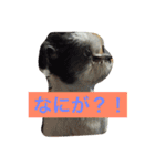 キャンディとミヨン（個別スタンプ：9）