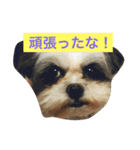 キャンディとミヨン（個別スタンプ：11）