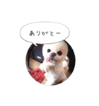 mocochan2（個別スタンプ：1）