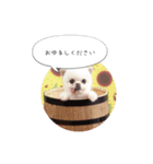 mocochan2（個別スタンプ：4）