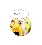 mocochan2（個別スタンプ：6）