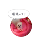 mocochan2（個別スタンプ：7）