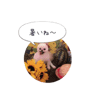 mocochan2（個別スタンプ：15）
