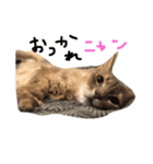 にゃんweow（個別スタンプ：1）