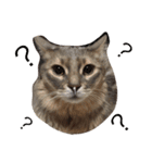 にゃんweow（個別スタンプ：2）