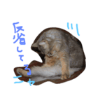 にゃんweow（個別スタンプ：3）