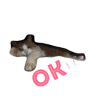 にゃんweow（個別スタンプ：4）