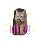 にゃんweow（個別スタンプ：5）