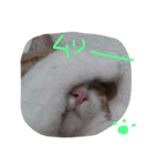 にゃんweow（個別スタンプ：6）