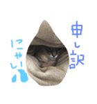 にゃんweow（個別スタンプ：7）