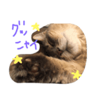 にゃんweow（個別スタンプ：8）