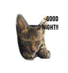 ねこの日！？（個別スタンプ：1）