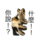 ねこの日！？（個別スタンプ：3）