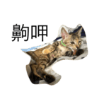 ねこの日！？（個別スタンプ：8）
