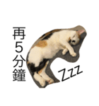 ねこの日！？（個別スタンプ：12）