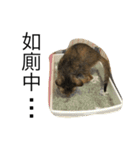 ねこの日！？（個別スタンプ：13）