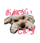 もか スタンプデビュー編（個別スタンプ：3）