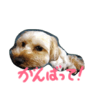 もか スタンプデビュー編（個別スタンプ：4）