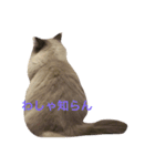 白猫マロンさん（個別スタンプ：3）
