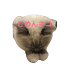 白猫マロンさん（個別スタンプ：4）
