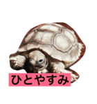 ナオスタンプ3（個別スタンプ：3）