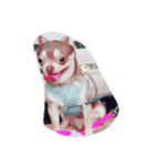 love you doge（個別スタンプ：2）