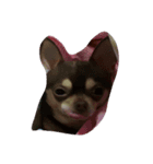 love you doge（個別スタンプ：4）