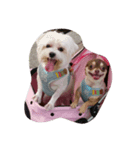 love you doge（個別スタンプ：5）