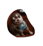 love you doge（個別スタンプ：6）