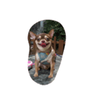 love you doge（個別スタンプ：7）