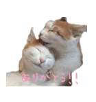 茶白猫と三毛猫の写真スタンプ3（個別スタンプ：1）