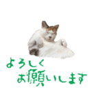 茶白猫と三毛猫の写真スタンプ3（個別スタンプ：5）