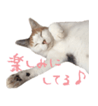 茶白猫と三毛猫の写真スタンプ3（個別スタンプ：6）