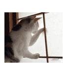 茶白猫と三毛猫の写真スタンプ3（個別スタンプ：10）