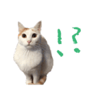茶白猫と三毛猫の写真スタンプ3（個別スタンプ：12）