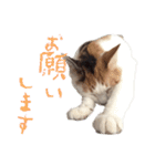 茶白猫と三毛猫の写真スタンプ3（個別スタンプ：14）