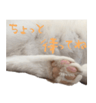 茶白猫と三毛猫の写真スタンプ3（個別スタンプ：15）