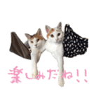 茶白猫と三毛猫の写真スタンプ3（個別スタンプ：17）