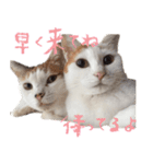 茶白猫と三毛猫の写真スタンプ3（個別スタンプ：19）