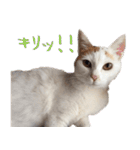茶白猫と三毛猫の写真スタンプ3（個別スタンプ：20）