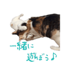 茶白猫と三毛猫の写真スタンプ3（個別スタンプ：22）