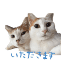茶白猫と三毛猫の写真スタンプ3（個別スタンプ：30）